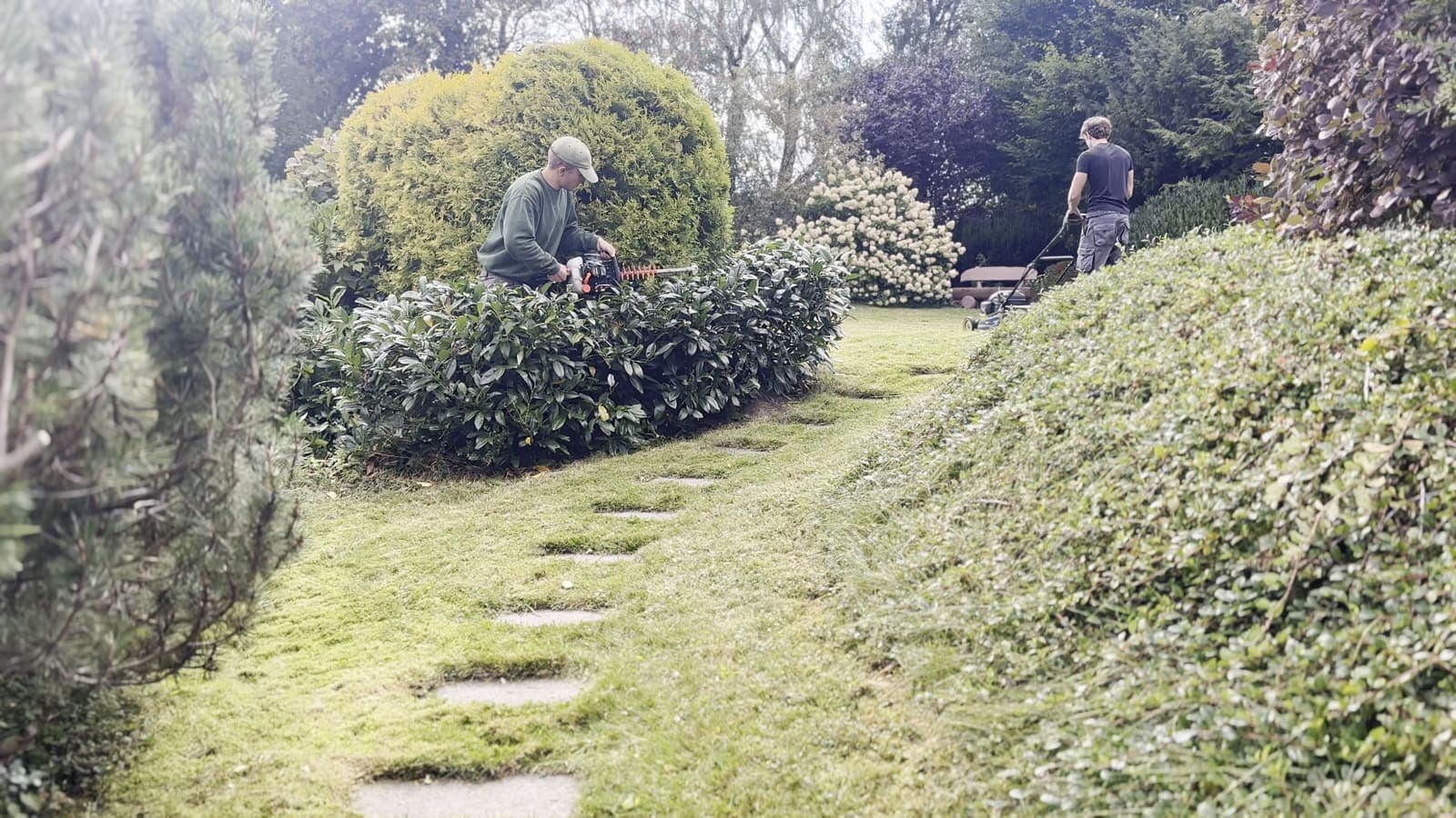 Sven Dabers schneidet mit der Heckenschere eine niedrige Kirschlorbeerhecke in einem Garten in Braunlage, dahinter eine goldgelbe Thujakugel und eine große Rasenfläche.
